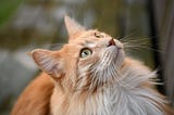 Curious Questions: Why do cats have whiskers? — Country Life