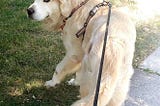 Golden Retriever on a leash facing the camera and smiling.