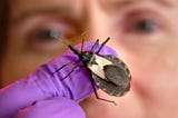 A scientist wearing purple gloves holds a large triatomine bug, commonly known as a ‘kissing bug,’ which is known for transmitting Chagas disease.