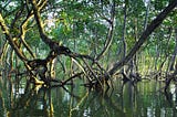Why are Mangrove Forests so Eco Friendly?