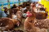 Exportações de carne de frango crescem 25% em outubro e têm faturamento histórico