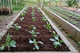 Perawatan Tanaman di Kotak Lahan Sistem Raised-Bed Gardening