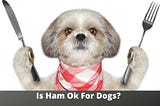 Is Ham Ok For Dogs? 7 Reasons Why Ham Is Harmful To Dogs |