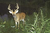 How to Track an Early Season Buck with a Hunting Camera
