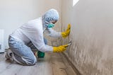 Signs You Need Mold Testing and Remediation | Shepherds DR