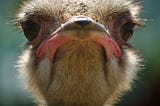 SCIENCE: The Ostrich Effect, or why budgeting feels so hard