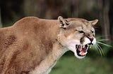 Cougars in the Adirondacks of New York
