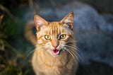 Common reasons why your cat is meowing at you — A Wandering Pet