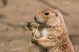 Prairie Dog Chatter: The Science Behind a New Language