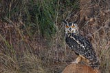 The stare — Indian Eagle Owl