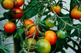 Preserving our tomatoes