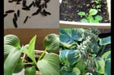 Growing Hostas from Seed | A Step-by-Step Guide