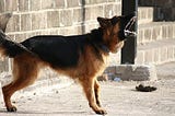 How To Train a Dog To Defend & Guard — A Guide
