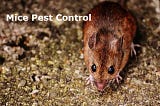 Ottawa’s Trusted Mice Removal Company: Protect Your Home Today