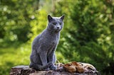 Gato Azul Russo: Aprenda tudo sobre essa raça fascinante!