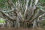 A banyan tree with several branches hanging and touching the ground