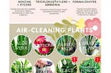 15 Air Purifying Houseplants | Clean The Air In Your Home With These NASA Approved Air-Cleaning…