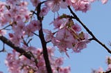 Sakura. Kyoto, Japan