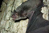 Gray Bat