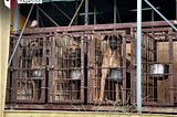 Discussions of ending dog meat consumption are spinning wheel due to the difference in how long…