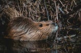 If you want a higher performing team during Covid-19 lockdown, be more beaver.