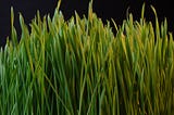 The Next Source of Renewable Energy Might Be Grass