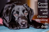 Acute and chronic vomiting in dogs: Causes