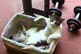 Cats Chilling compo (Funny Cats)