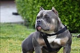 Unveiling the Truth Pitbull Bullies Men Separating Fact from Fiction