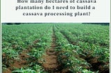 How many hectares of cassava plantation do I need to build a small cassava processing plant?