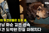 Justice for Korea’s Dogfighting Victims: Blood, Assault & Betrayal in Hwasun — Demand Government…