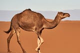 Novel Writing: Getting Over the Hump
