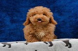 Finding Cavapoo Puppies for Sale in Austin, TX and Laredo, TX