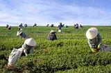 tea farming , chai ki kheti, chai patti ki kheti