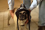 Pogo the Wonder Pug