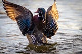 DUCK PHOTOGRAPHY | TIPS FOR AMAZING WATERFOWL PHOTOS
