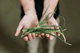 Unique Potting and Pruning Techniques for Aloe vera