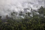 Agro-Forestrium: Varietas Rumput Tahan Api Yang Tidak Mudah Terbakar Untuk Mencegah Kebakaran Hutan…