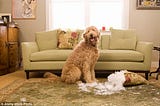 Helping Our Dogs Adjust When We Return To Work