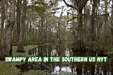 Swampy Area in The Southern US NYT Crossword Clue & Answers