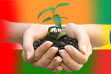 Tree plantation: These 3 Nations are leading the world
