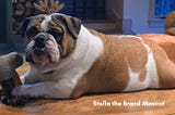Stella is a Victorian Bulldog that is a brand mascot for Inspire To Thrive.