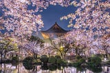 Cherry Blossom at Toji Temple — Japan .