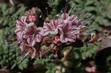 Spring Wildflowers in New Mexico