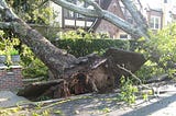 Why Some Trees Topple In Storms While Others Dont