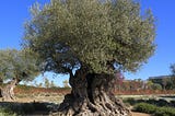 An olive tree with silvery-green leaves and small, round olives hanging from its branches against a blue sky backdrop.