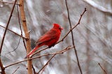 Back Porch Birding Part 2