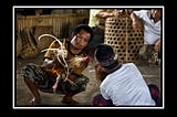 The World Slasher Cup Derby, an International Cockfighting Spectacle