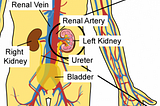 The Kidneys