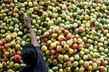 Want to save your mangoes from fruit flies, Hide Them!